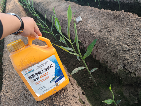 大姜施肥,水溶肥品牌,拉姆拉水溶肥 大姜施肥,水溶肥品牌,拉姆拉水溶肥
