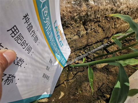 大姜施肥,水溶肥品牌,拉姆拉水溶肥 大姜施肥,水溶肥品牌,拉姆拉水溶肥