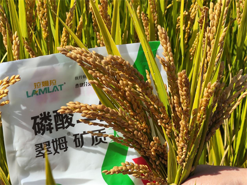 水溶肥,水稻種植,翠姆磷酸二氫鉀 水溶肥,水稻種植,翠姆磷酸二氫鉀