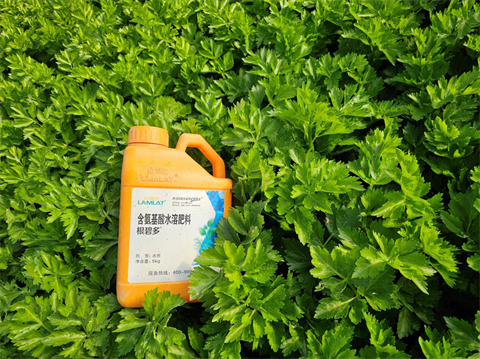 水溶肥廠家,芹菜種植,拉姆拉 水溶肥廠家,芹菜種植,拉姆拉