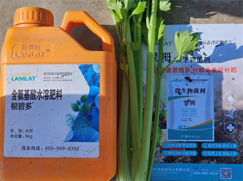 水溶肥廠家,芹菜種植,拉姆拉 水溶肥廠家,芹菜種植,拉姆拉
