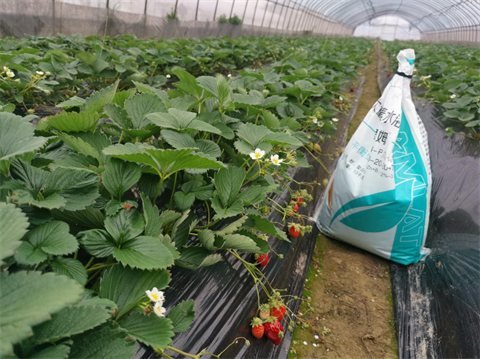 水溶肥,草莓施肥,翠姆大量元素水溶肥 水溶肥,草莓施肥,翠姆大量元素水溶肥