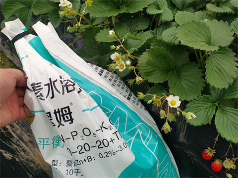 水溶肥,草莓施肥,翠姆大量元素水溶肥 水溶肥,草莓施肥,翠姆大量元素水溶肥