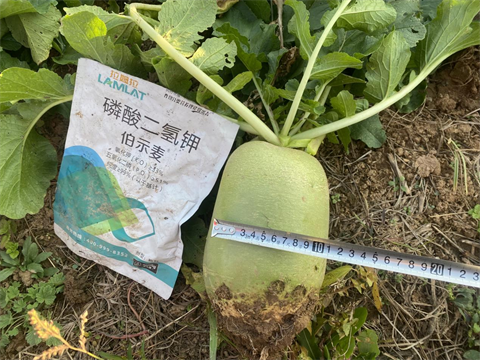 進(jìn)口水溶肥,蘿卜種植,伯示麥磷酸二氫鉀 進(jìn)口水溶肥,蘿卜種植,伯示麥磷酸二氫鉀