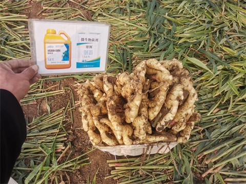進口水溶肥,大姜種植,翠姆水溶肥 進口水溶肥,大姜種植,翠姆水溶肥