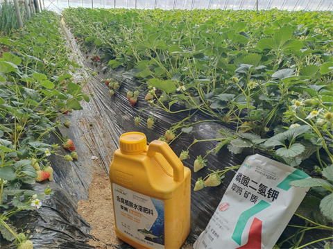 進(jìn)口水溶肥,草莓施肥,翠姆水溶肥 進(jìn)口水溶肥,草莓施肥,翠姆水溶肥