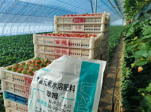 進(jìn)口水溶肥,草莓施肥,翠姆水溶肥 進(jìn)口水溶肥,草莓施肥,翠姆水溶肥