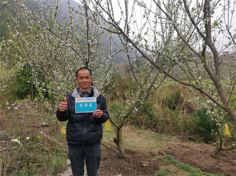 水溶肥廠家,蜂糖李施肥,拉姆拉水溶肥 水溶肥廠家,蜂糖李施肥,拉姆拉水溶肥