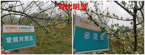 水溶肥廠家,蜂糖李施肥,拉姆拉水溶肥 水溶肥廠家,蜂糖李施肥,拉姆拉水溶肥