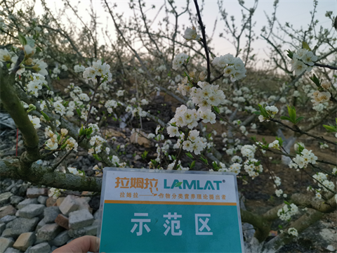 水溶肥廠家,蜂糖李施肥,拉姆拉水溶肥 水溶肥廠家,蜂糖李施肥,拉姆拉水溶肥