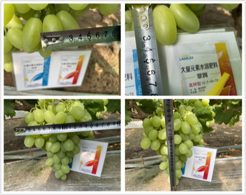 進(jìn)口水溶肥,葡萄施肥,翠姆大量元素水溶肥 進(jìn)口水溶肥,葡萄施肥,翠姆大量元素水溶肥