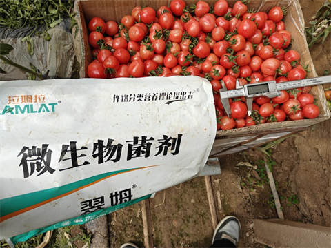 進口水溶肥,圣女果種植,翠姆微生物菌劑 進口水溶肥,圣女果種植,翠姆微生物菌劑