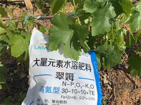 進口水溶肥,葡萄種植,翠姆水溶肥 進口水溶肥,葡萄種植,翠姆水溶肥
