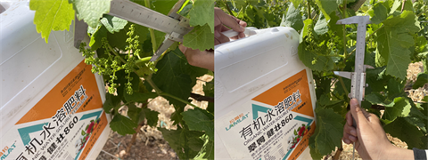 進口水溶肥,葡萄種植,翠姆水溶肥 進口水溶肥,葡萄種植,翠姆水溶肥