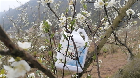 水溶肥廠家,蜂糖李種植,拉姆拉特種肥 水溶肥廠家,蜂糖李種植,拉姆拉特種肥