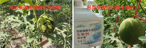進(jìn)口水溶肥,吊瓜種植,伯示麥水溶肥 進(jìn)口水溶肥,吊瓜種植,伯示麥水溶肥