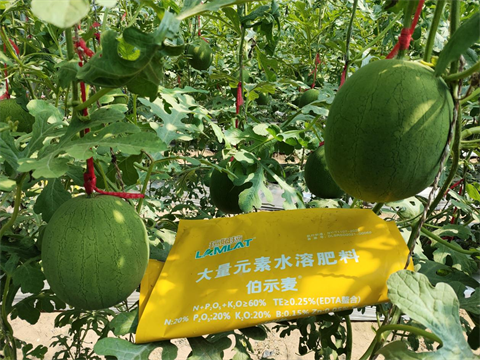 進(jìn)口水溶肥,吊瓜種植,伯示麥水溶肥 進(jìn)口水溶肥,吊瓜種植,伯示麥水溶肥