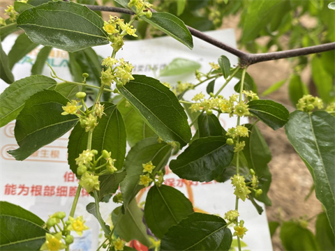 水溶肥品牌,冬棗種植,拉姆拉特種肥 水溶肥品牌,冬棗種植,拉姆拉特種肥