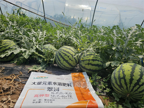 進口水溶肥,西瓜種植,翠姆水溶肥 進口水溶肥,西瓜種植,翠姆水溶肥