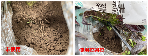 進口水溶肥,萵筍種植,拉姆拉 進口水溶肥,萵筍種植,拉姆拉