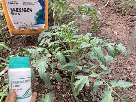 除草劑藥害,番茄種植,拉姆拉水溶肥 除草劑藥害,番茄種植,拉姆拉水溶肥