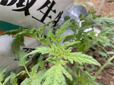 除草劑藥害,番茄種植,拉姆拉水溶肥 除草劑藥害,番茄種植,拉姆拉水溶肥