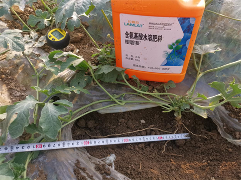 進口水溶肥,西瓜種植,翠姆水溶肥 進口水溶肥,西瓜種植,翠姆水溶肥