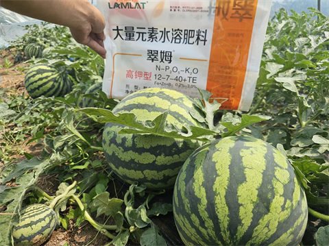 進口水溶肥,西瓜種植,翠姆水溶肥 進口水溶肥,西瓜種植,翠姆水溶肥