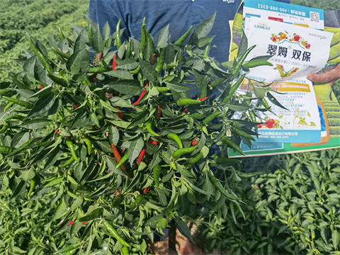 進(jìn)口水溶肥,辣椒種植,拉姆拉水溶肥 進(jìn)口水溶肥,辣椒種植,拉姆拉水溶肥