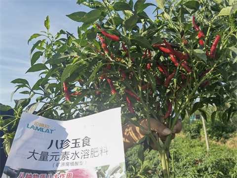 進(jìn)口水溶肥,辣椒種植,拉姆拉水溶肥 進(jìn)口水溶肥,辣椒種植,拉姆拉水溶肥