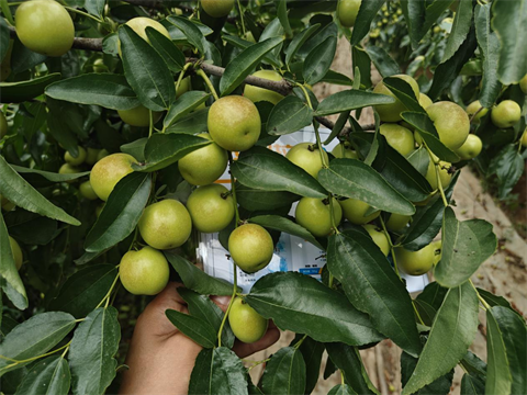 水溶肥品牌,冬棗種植,伯示麥水溶肥 水溶肥品牌,冬棗種植,伯示麥水溶肥