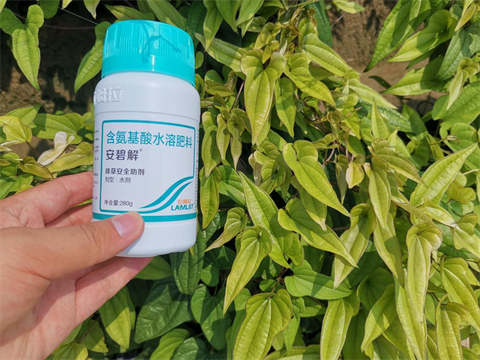 除草劑藥害,山藥種植,拉姆拉安碧解 除草劑藥害,山藥種植,拉姆拉安碧解