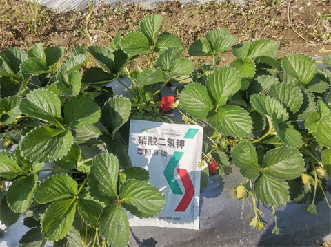 磷酸二氫鉀,拉姆拉水溶肥,翠姆磷酸二氫鉀 磷酸二氫鉀,拉姆拉水溶肥,翠姆磷酸二氫鉀