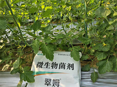 進(jìn)口水溶肥,微生物菌劑,拉姆拉特種肥 進(jìn)口水溶肥,微生物菌劑,拉姆拉特種肥