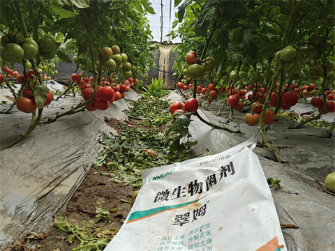 水溶肥品牌,西紅柿種植,翠姆水溶肥 水溶肥品牌,西紅柿種植,翠姆水溶肥