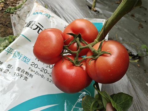 水溶肥品牌,西紅柿種植,翠姆水溶肥 水溶肥品牌,西紅柿種植,翠姆水溶肥
