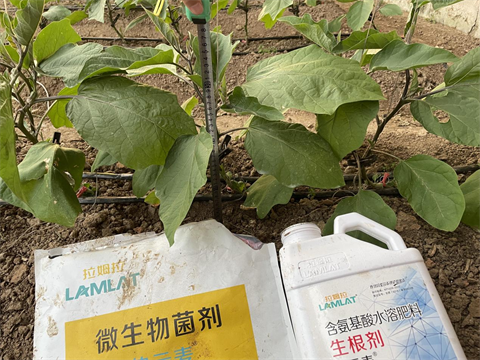 生根劑廠家,大糞燒根,伯示麥水溶肥 生根劑廠家,大糞燒根,伯示麥水溶肥
