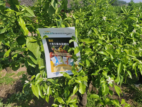 進口水溶肥,柑橘種植,翠姆水溶肥 進口水溶肥,柑橘種植,翠姆水溶肥
