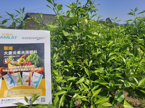 進口水溶肥,柑橘種植,翠姆水溶肥 進口水溶肥,柑橘種植,翠姆水溶肥