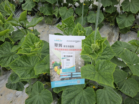 進口水溶肥,黃瓜種植,翠姆水溶肥 進口水溶肥,黃瓜種植,翠姆水溶肥