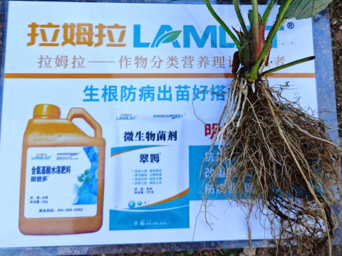 水溶肥廠家,草莓種植,翠姆水溶肥 水溶肥廠家,草莓種植,翠姆水溶肥