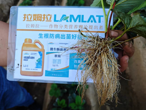 水溶肥廠家,草莓種植,翠姆水溶肥 水溶肥廠家,草莓種植,翠姆水溶肥