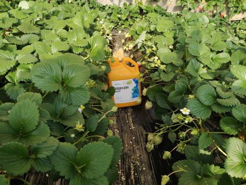 水溶肥廠家,草莓種植,翠姆水溶肥 水溶肥廠家,草莓種植,翠姆水溶肥