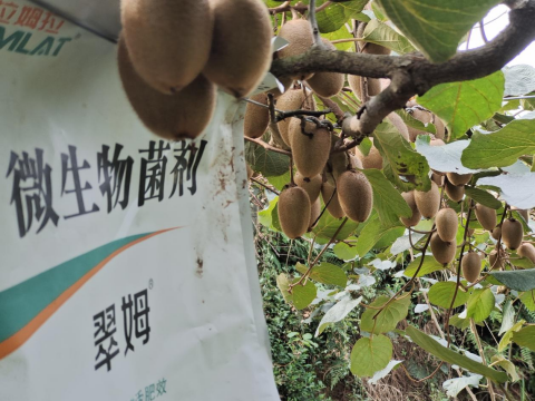 進口水溶肥,獼猴桃種植,拉姆拉水溶肥 進口水溶肥,獼猴桃種植,拉姆拉水溶肥