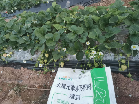 水溶肥品牌,草莓種植,翠姆水溶肥 水溶肥品牌,草莓種植,翠姆水溶肥