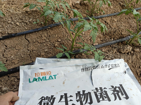 進口水溶肥,土壤板結(jié),翠姆微生物菌劑 進口水溶肥,土壤板結(jié),翠姆微生物菌劑