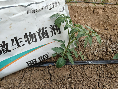 進口水溶肥,土壤板結(jié),翠姆微生物菌劑 進口水溶肥,土壤板結(jié),翠姆微生物菌劑