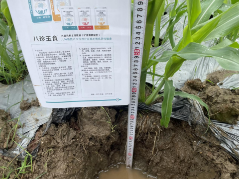 水溶肥廠家,甜脆玉米種植,拉姆拉水溶肥 水溶肥廠家,甜脆玉米種植,拉姆拉水溶肥