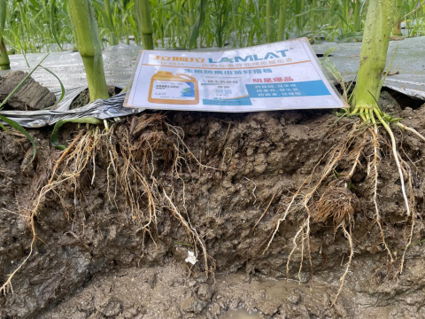 水溶肥廠家,甜脆玉米種植,拉姆拉水溶肥 水溶肥廠家,甜脆玉米種植,拉姆拉水溶肥