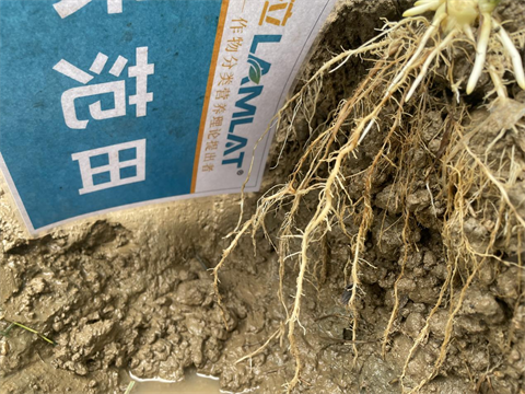 進(jìn)口水溶肥,甜脆玉米種植,拉姆拉水溶肥 進(jìn)口水溶肥,甜脆玉米種植,拉姆拉水溶肥